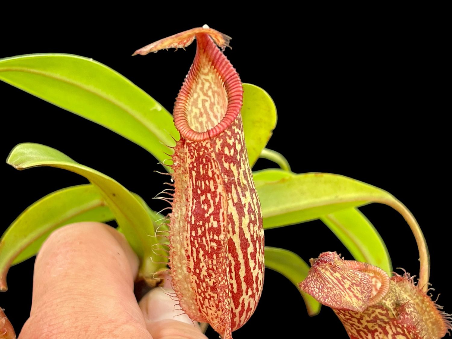 Nepenthes spectabilis x hamata - Big Plants!