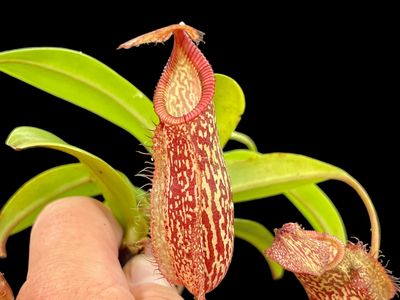 Nepenthes spectabilis x hamata - Big Plants!