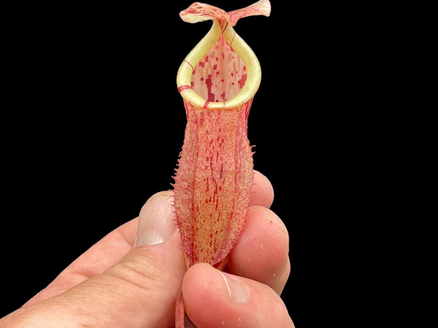 Nepenthes glabrata x burbidgeae - Nice size! 