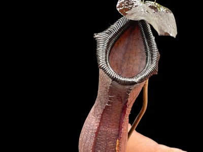 Nepenthes Bill Bailey (Medium)