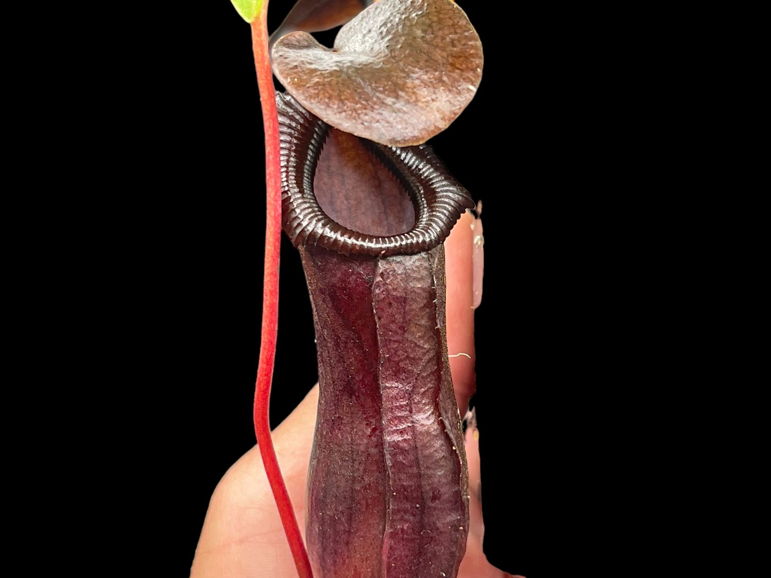 Nepenthes Bill Bailey (Medium)