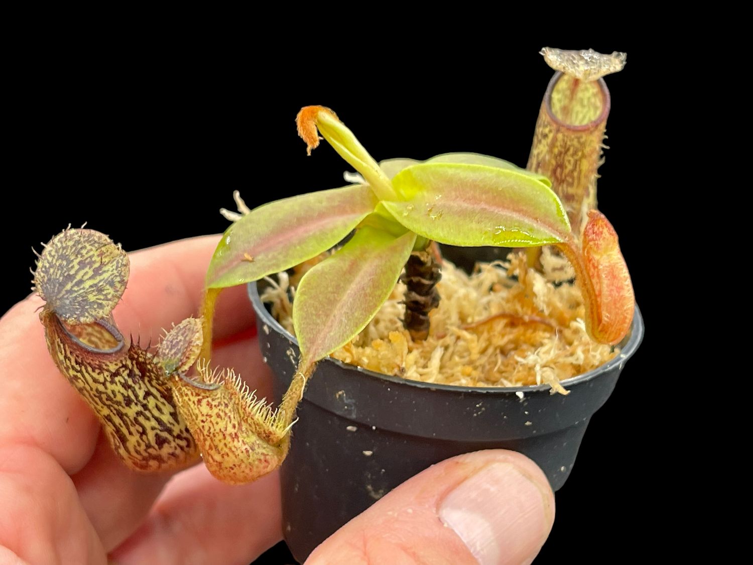 Nepenthes hamata x platychila (Small)