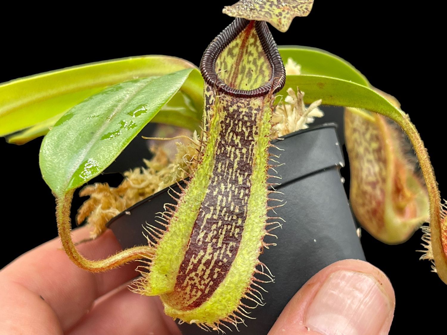 Nepenthes hamata x platychila (Medium)