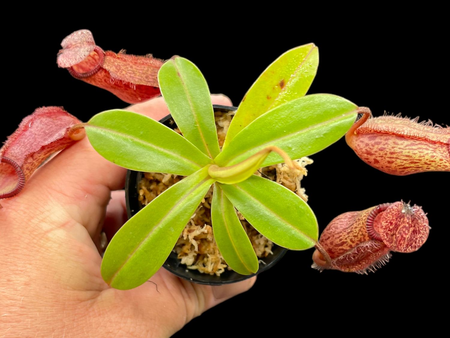 Nepenthes hamata x mira