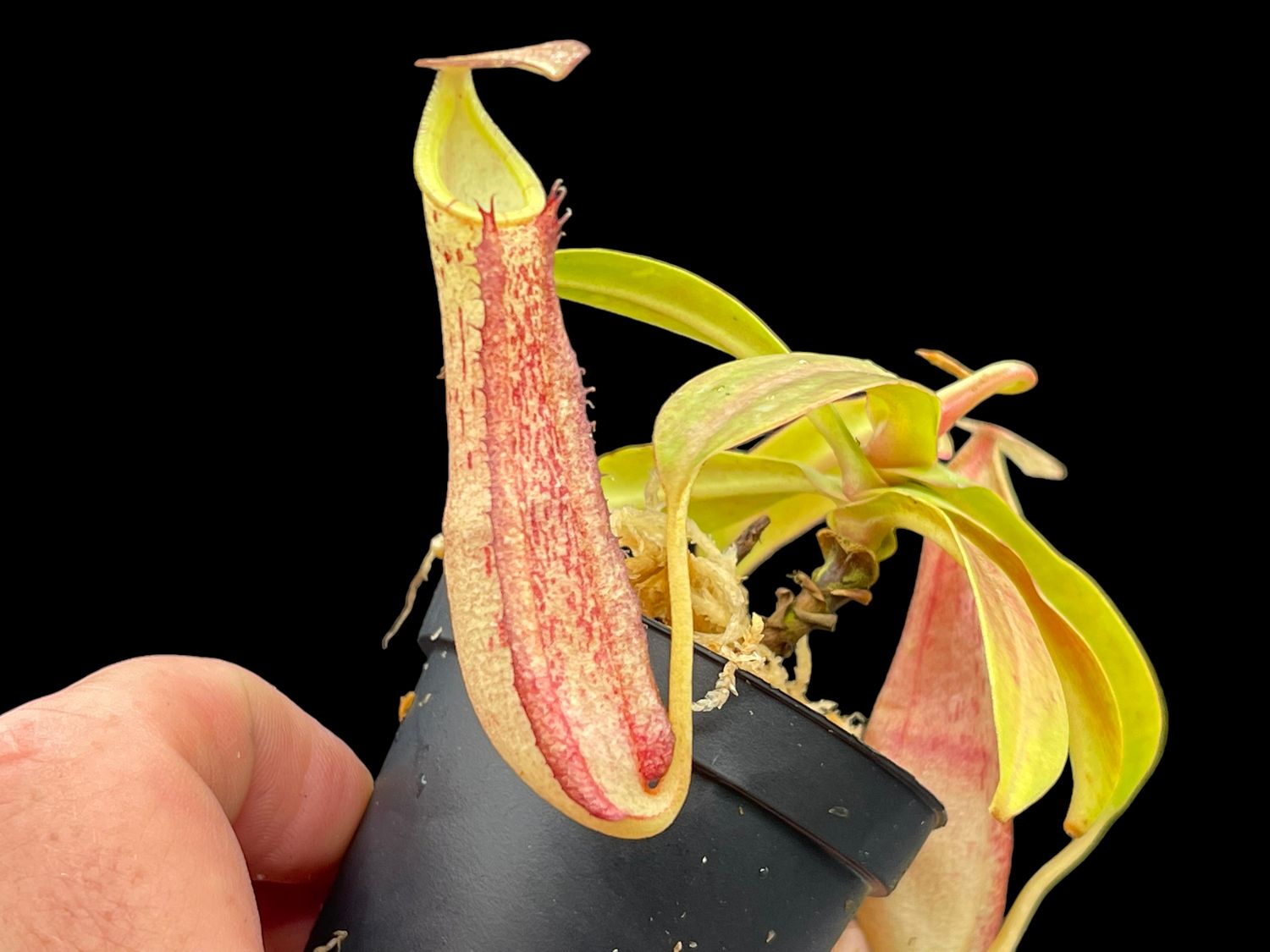 Nepenthes spectabilis x reinwardiana