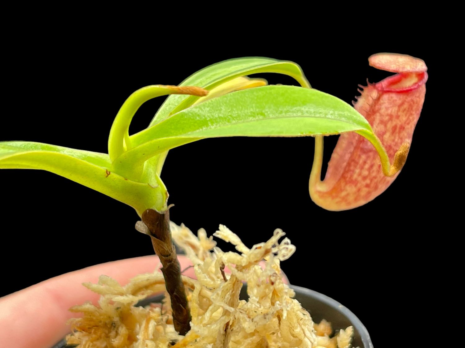Nepenthes densiflora x (burb x eddie)