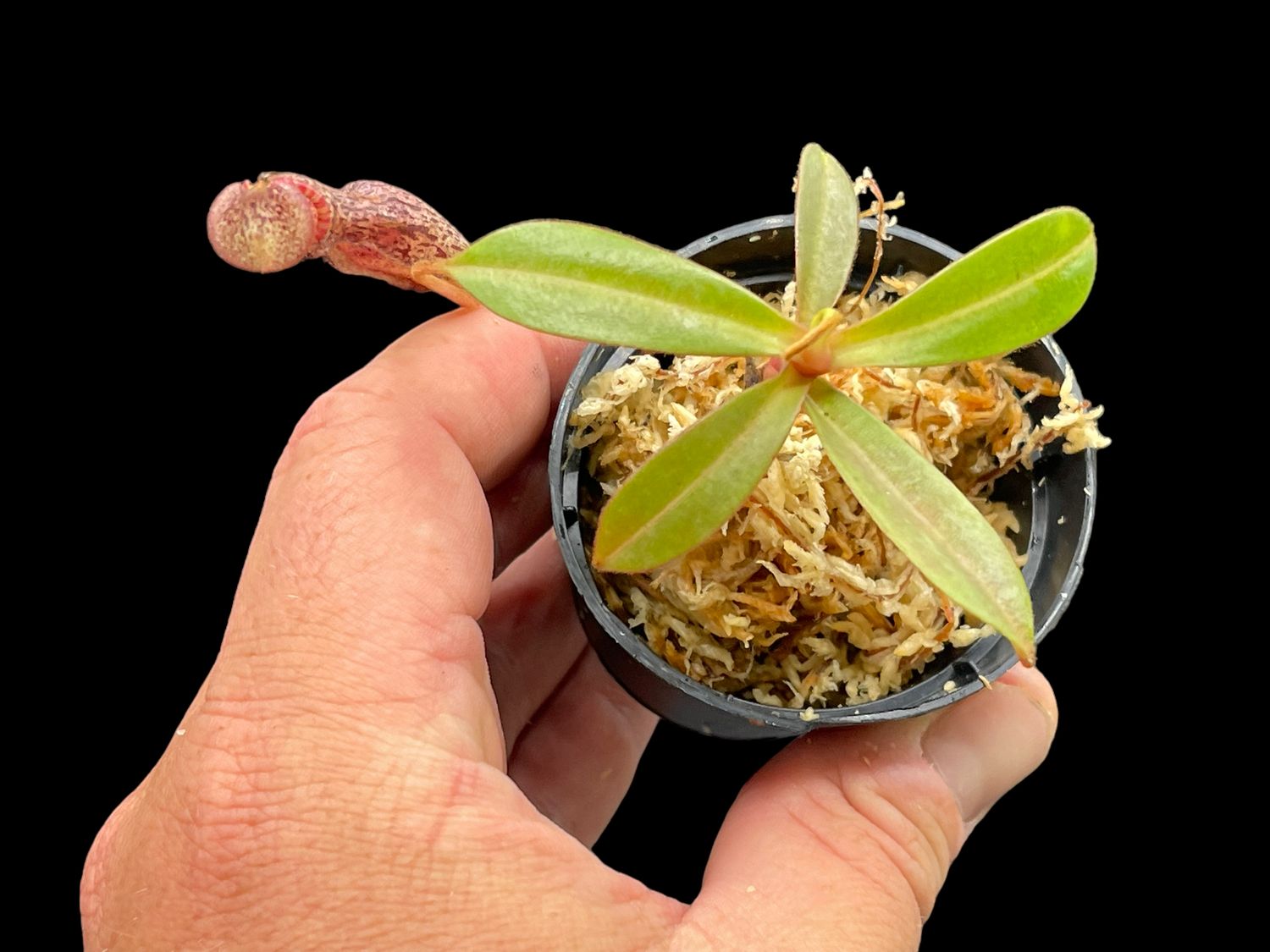 Nepenthes ramispina x vogelii
