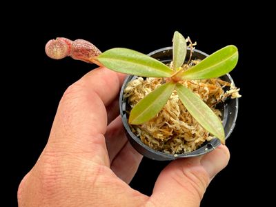 Nepenthes ramispina x vogelii
