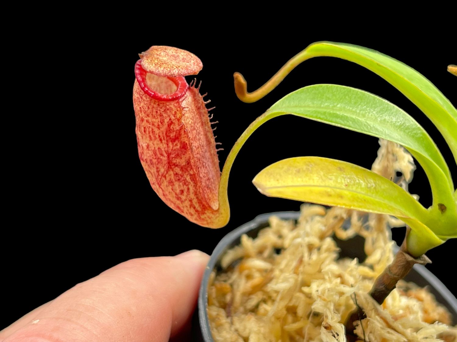 Nepenthes densiflora x (burb x eddie)