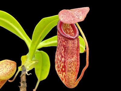 Nepenthes (Hamata x glabrata) x (burb x eddie)