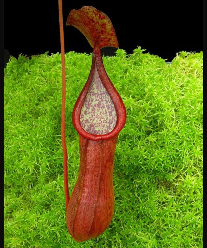 Nepenthes petiolata x alata