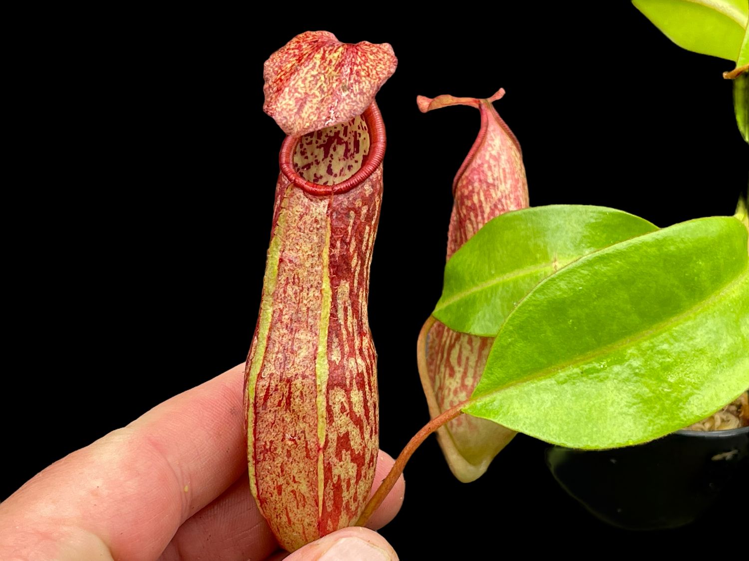 Nepenthes petiolata x alata