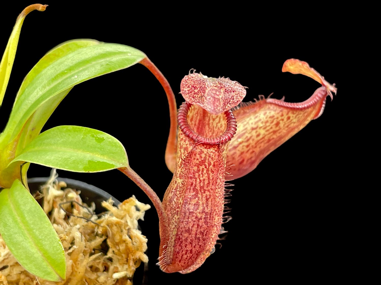 Nepenthes hamata x mira