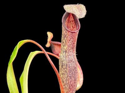 Nepenthes (Hamata x glabrata) x robcantleyi