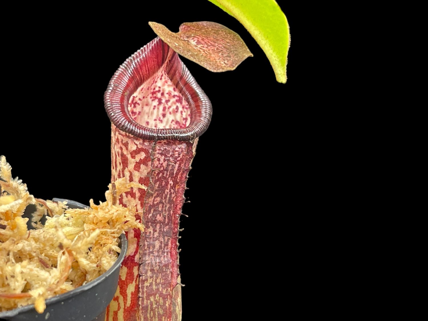 Nepenthes petiolata x vogelii - Nice size!