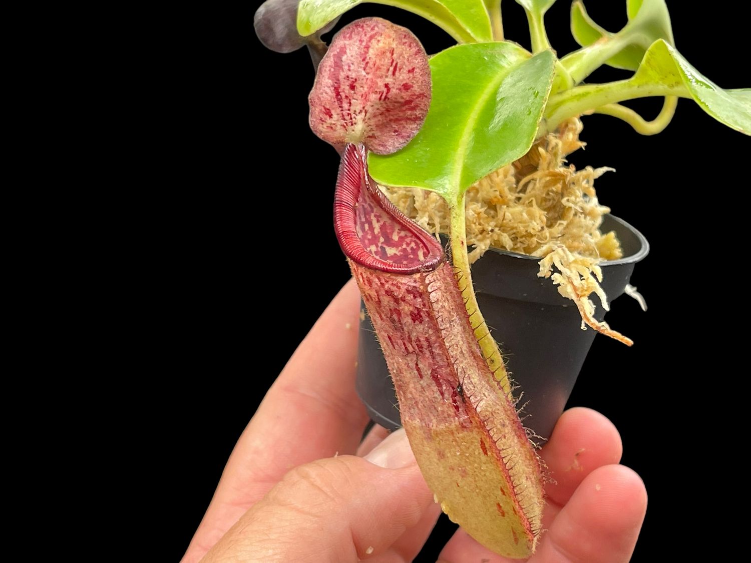Nepenthes glandulifera x robcantleyi Big!