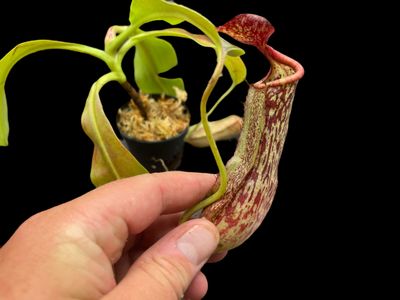 Nepenthes maxima x boschiana