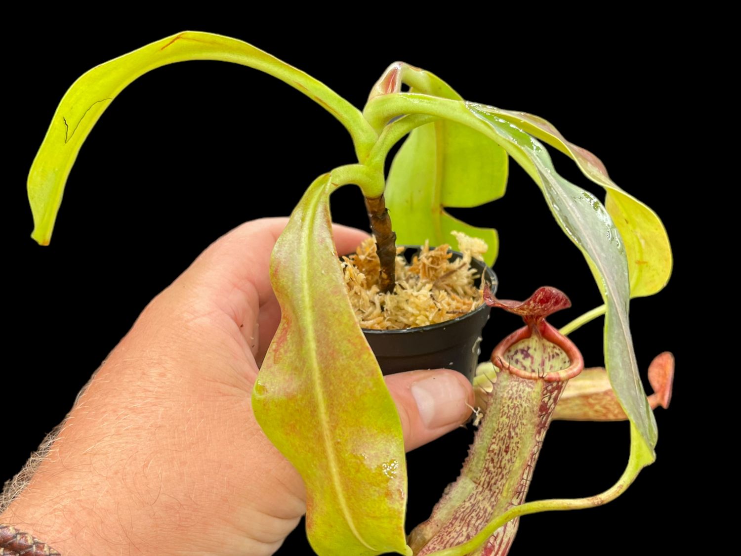 Nepenthes maxima x boschiana