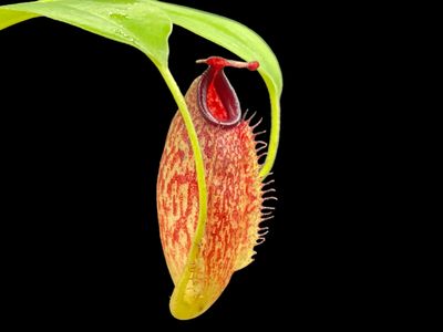 Nepenthes maxima x aristolochioides - Nice size!