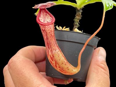Nepenthes ventricosa x glandulifera
