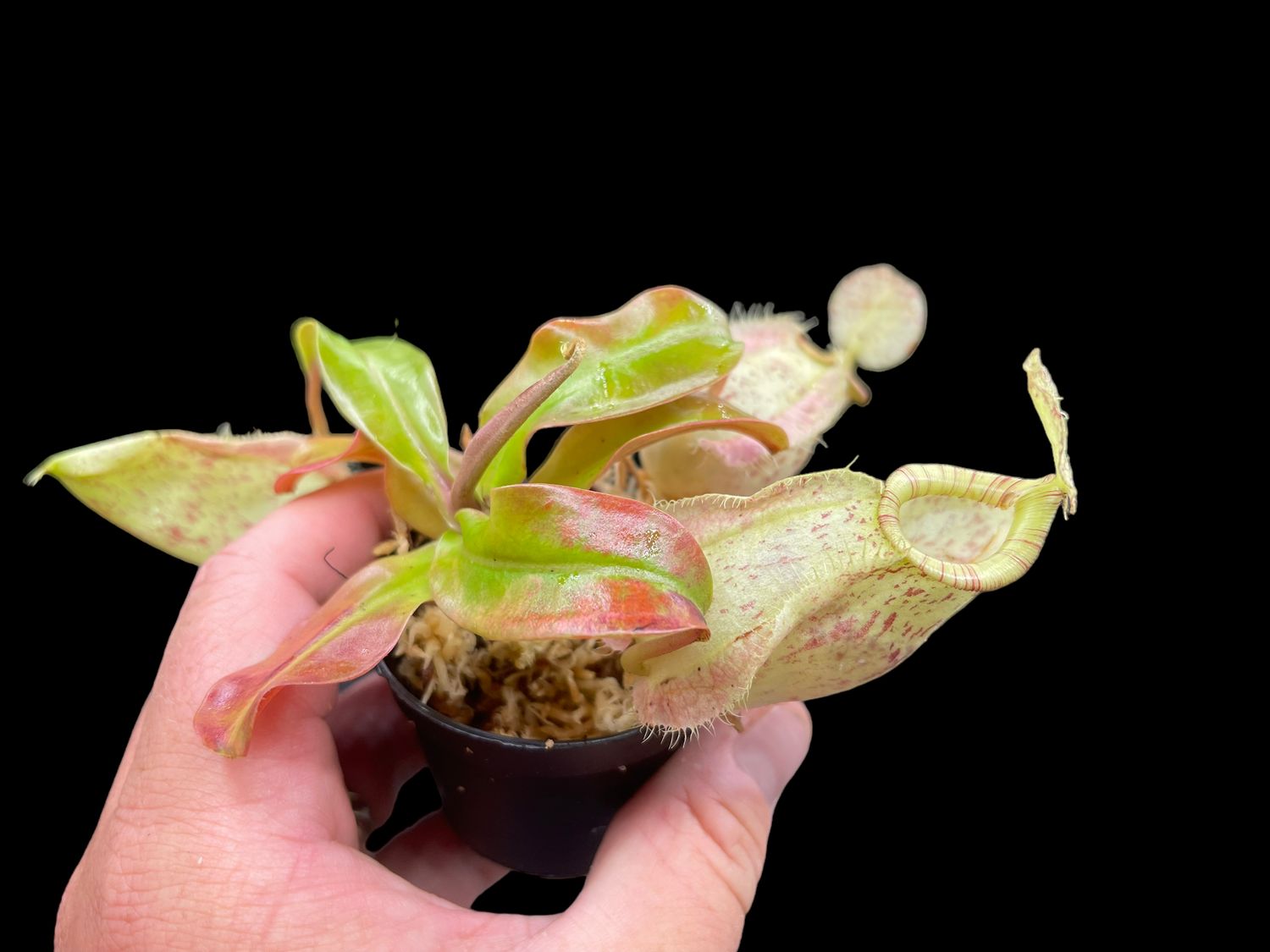 Nepenthes Susan - Medium