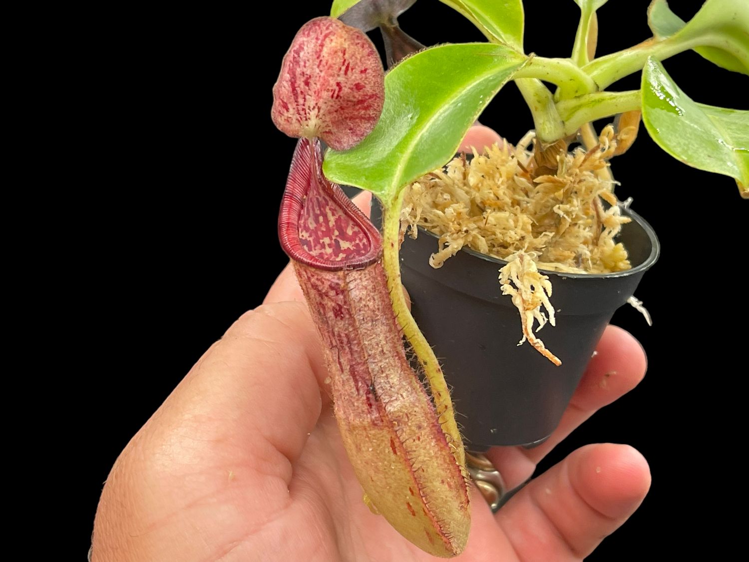 Nepenthes glandulifera x robcantleyi Big!