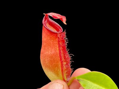 Nepenthes ampullaria x ( spectabilis x ventricosa ) (Small)