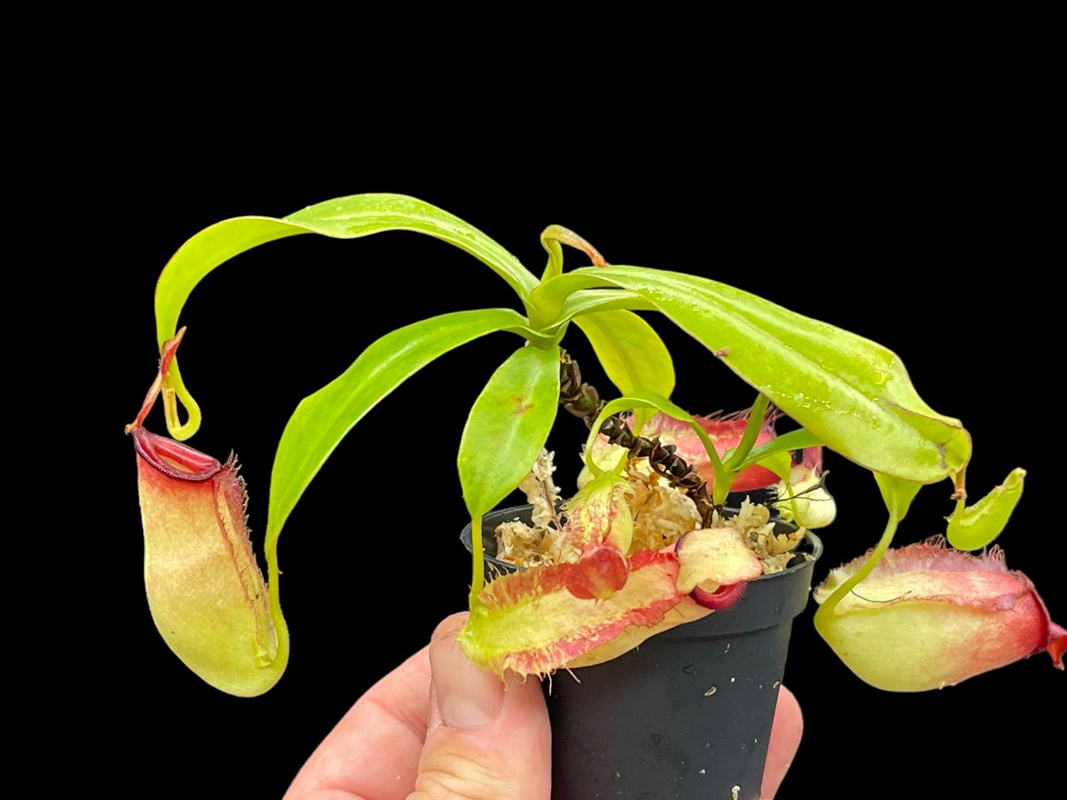 Nepenthes ampullaria x ( spectabilis x ventricosa ) (Small)
