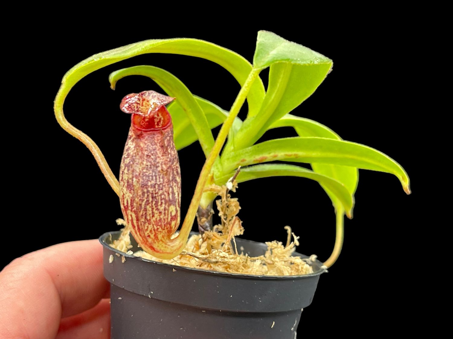 Nepenthes platychila x aristolochiodes - Nice!