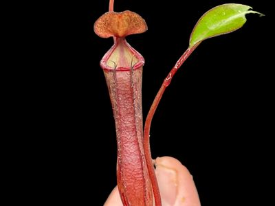 Nepenthes ramispina x ventricosa- Dark Pitchers!