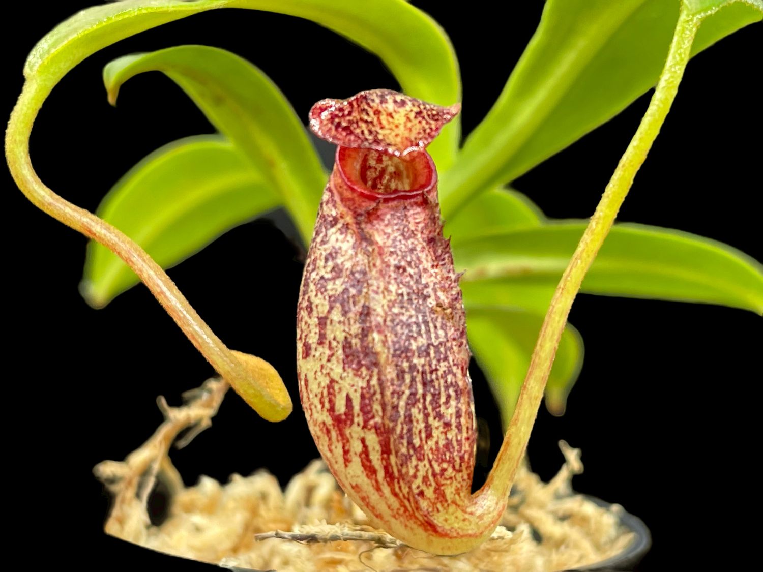 Nepenthes platychila x aristolochiodes - Nice!