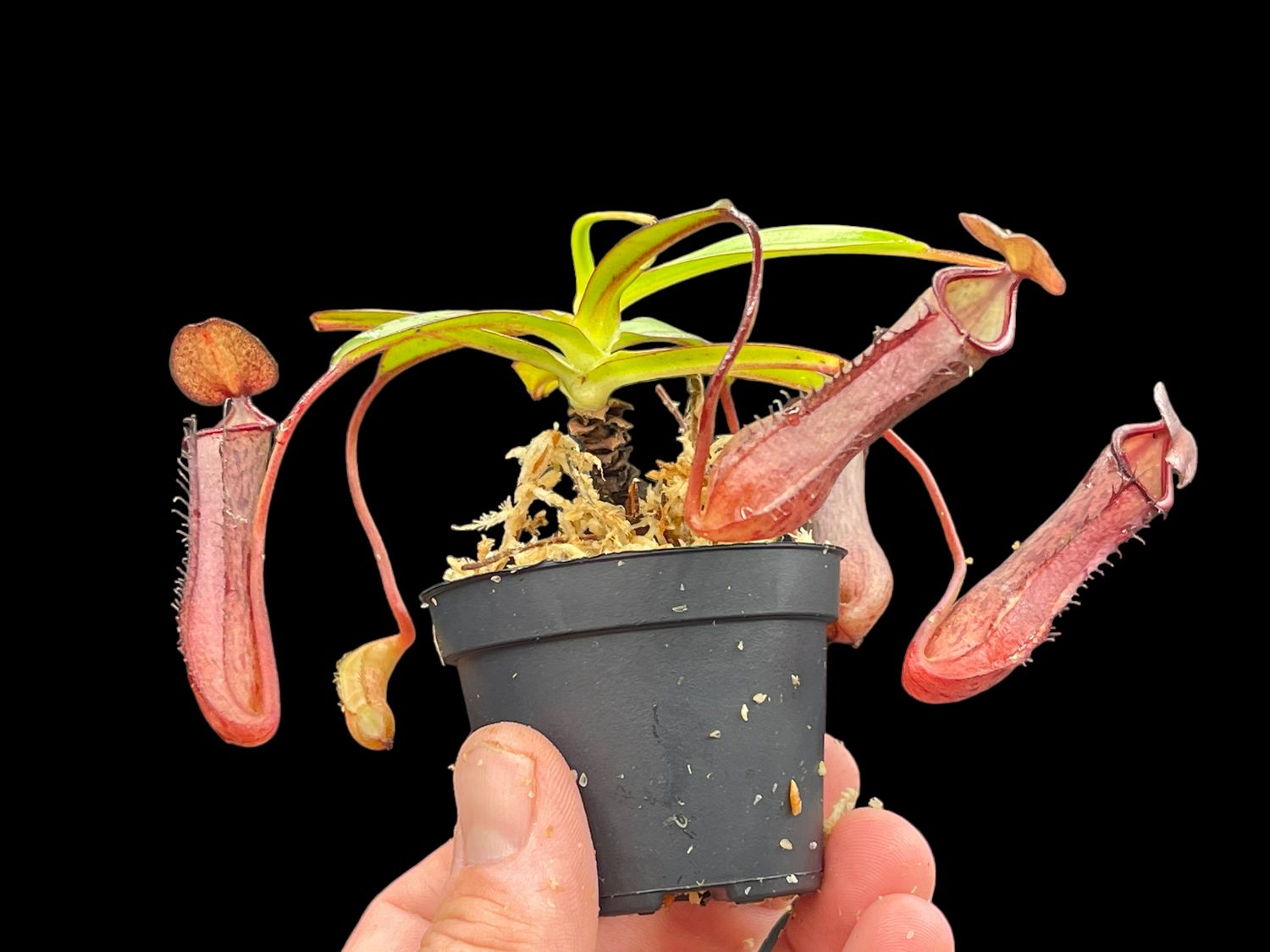 Nepenthes ramispina x ventricosa- Dark Pitchers!