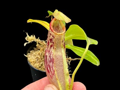 Nepenthes spathulata x platychila