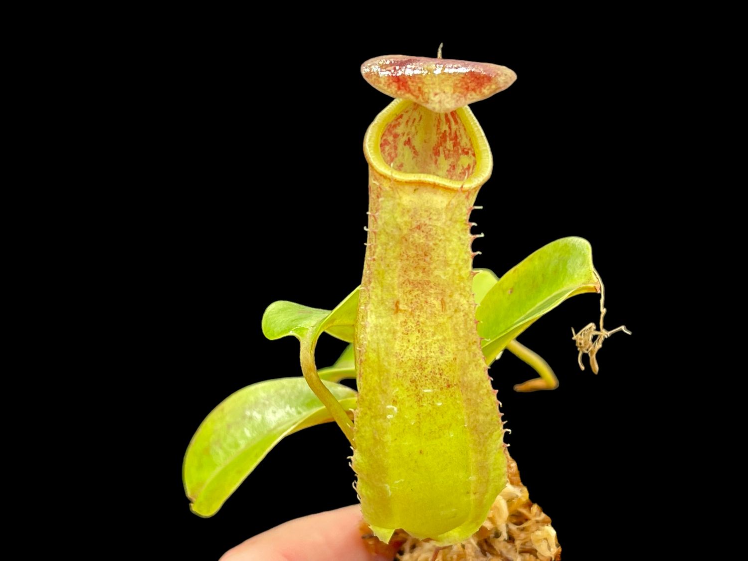 Nepenthes robcantleyi x reinwardiana