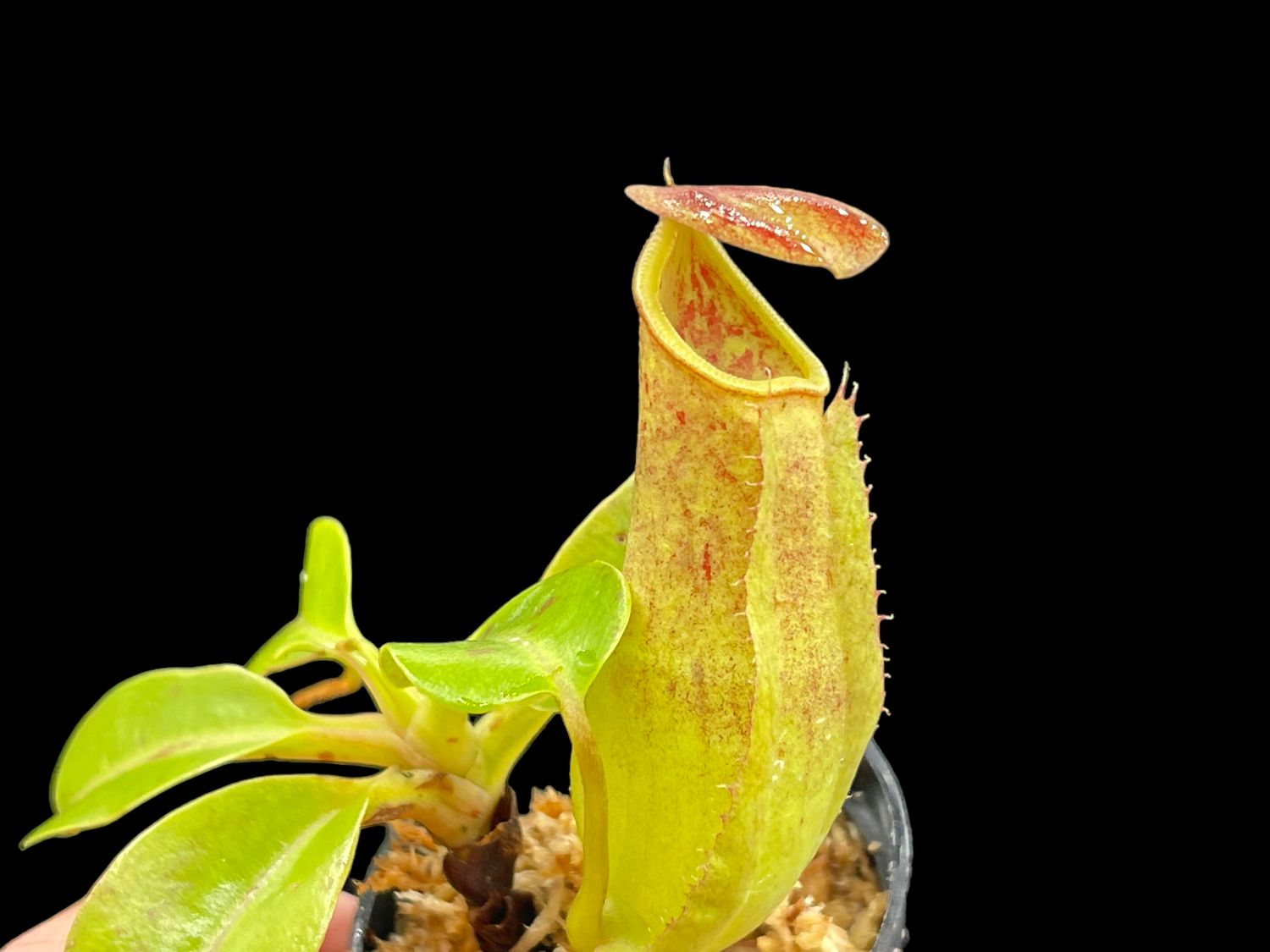 Nepenthes robcantleyi x reinwardiana