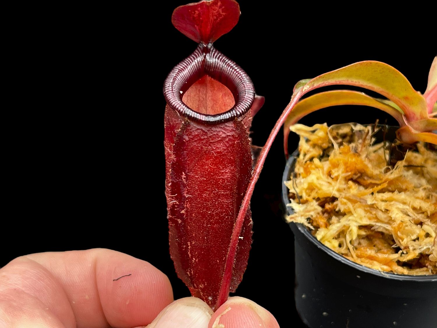 Nepenthes Dark Secret