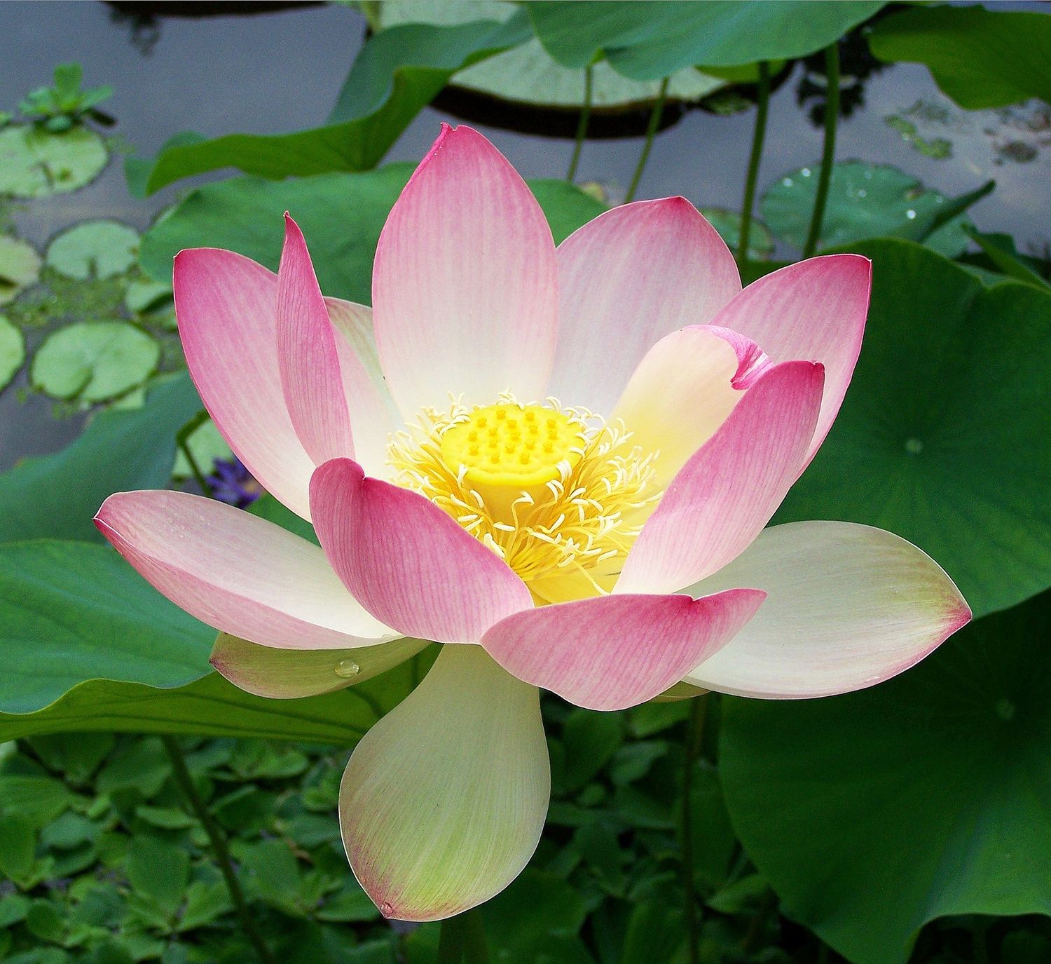 Nelumbo nucifera Water lotus 