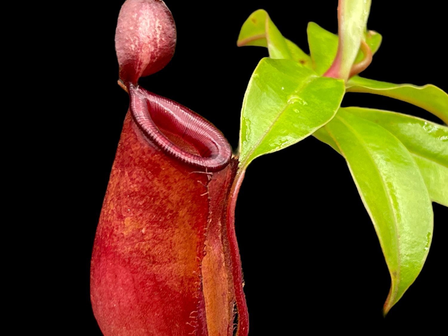 Nepenthes ‘Bloody Mary’ aka &#39; Lady Luck&#39; (Medium)