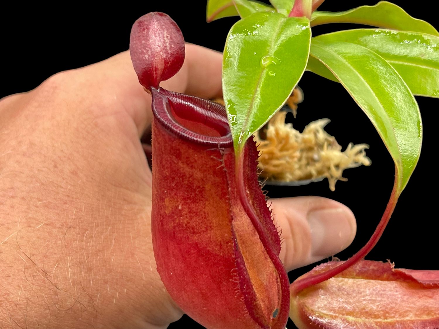 Nepenthes ‘Bloody Mary’ aka ' Lady Luck' (Medium)