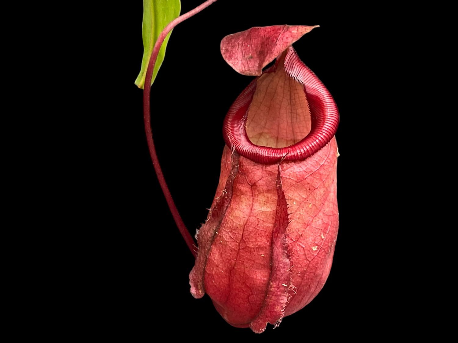 Nepenthes ventricosa x mirabilis Globosa -Big Plants!