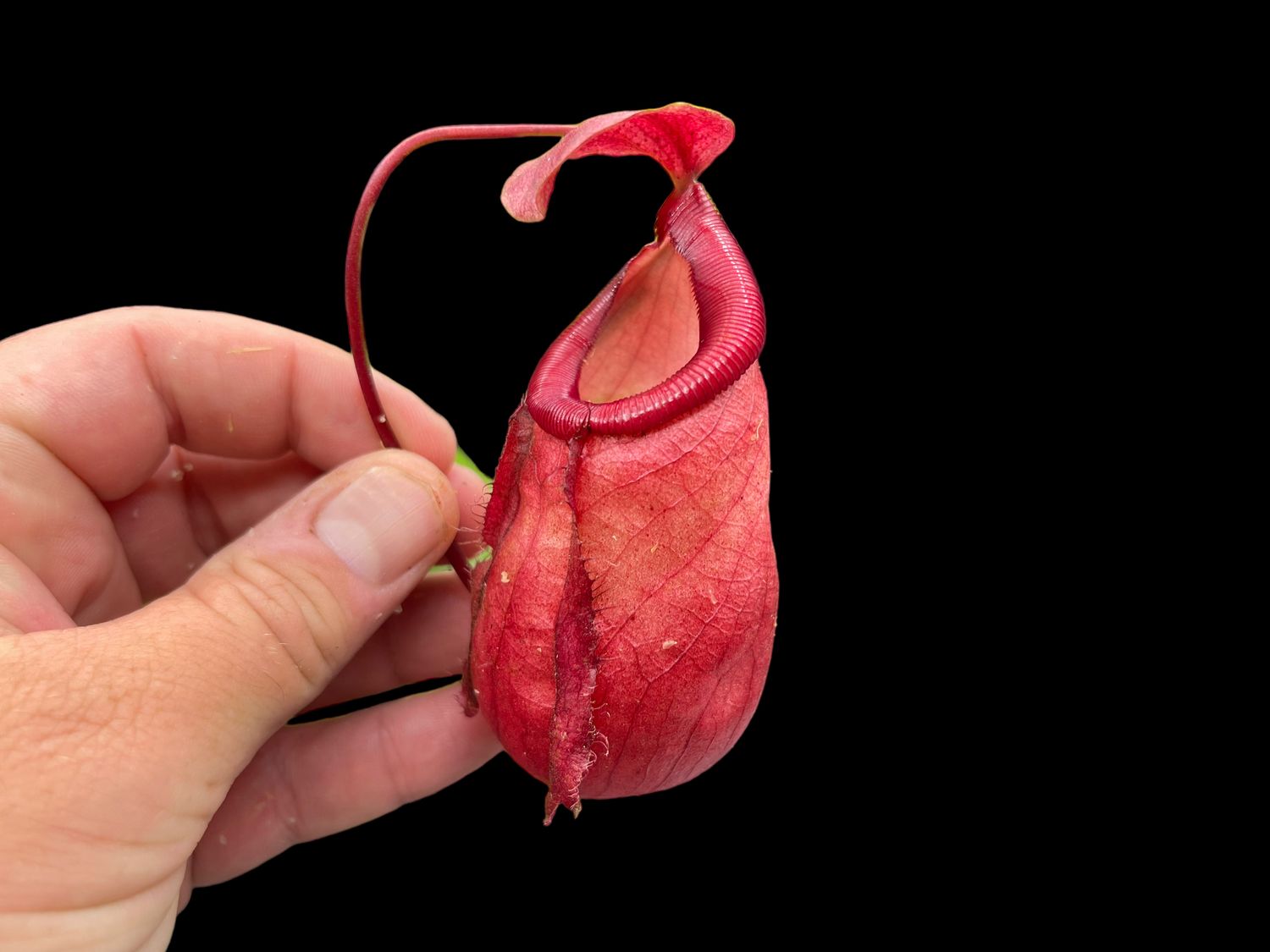 Nepenthes ventricosa x mirabilis Globosa - Mega Sale and Large size!