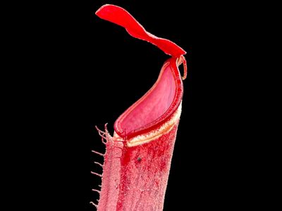 Nepenthes albomarginata G. Jerai, Kedah. Malaysia