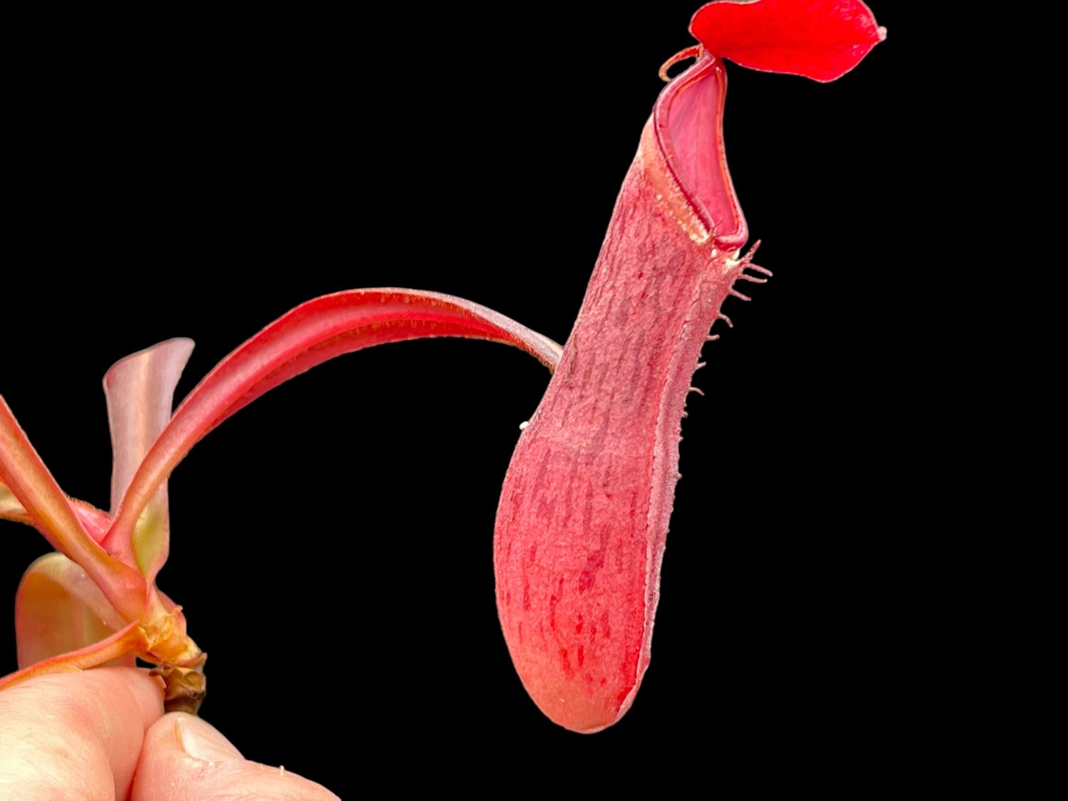 Nepenthes albomarginata G. Jerai, Kedah. Malaysia