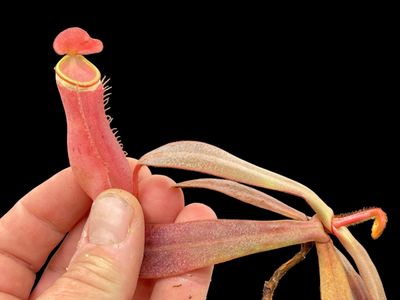 Nepenthes albomarginata “Red Hairless Form” Payakumbuh, West Sumatra