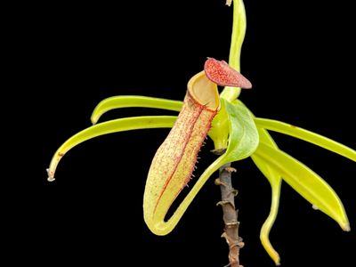 Nepenthes micramphora (Small)
