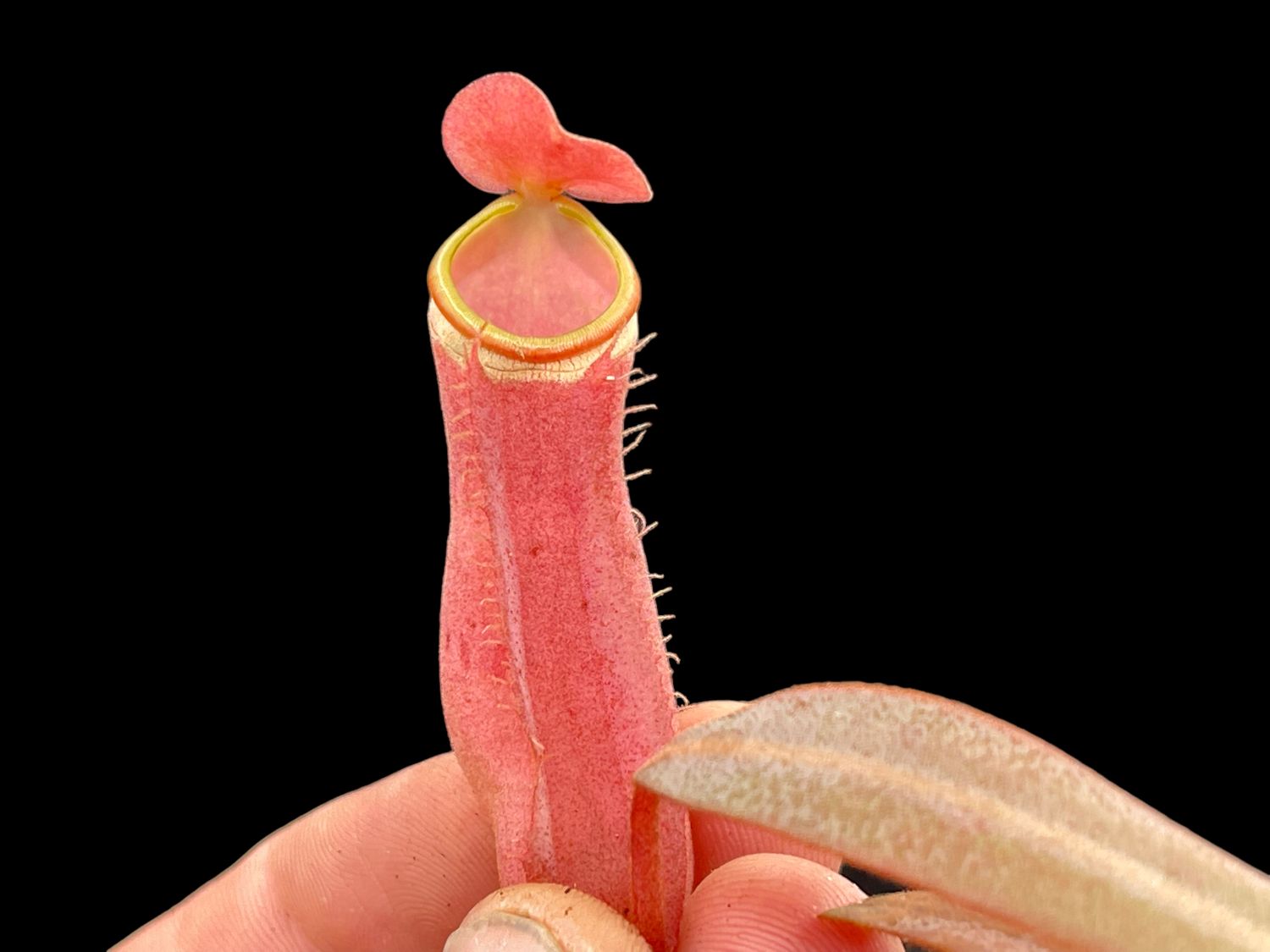 Nepenthes albomarginata “Red Hairless Form” Payakumbuh, West Sumatra