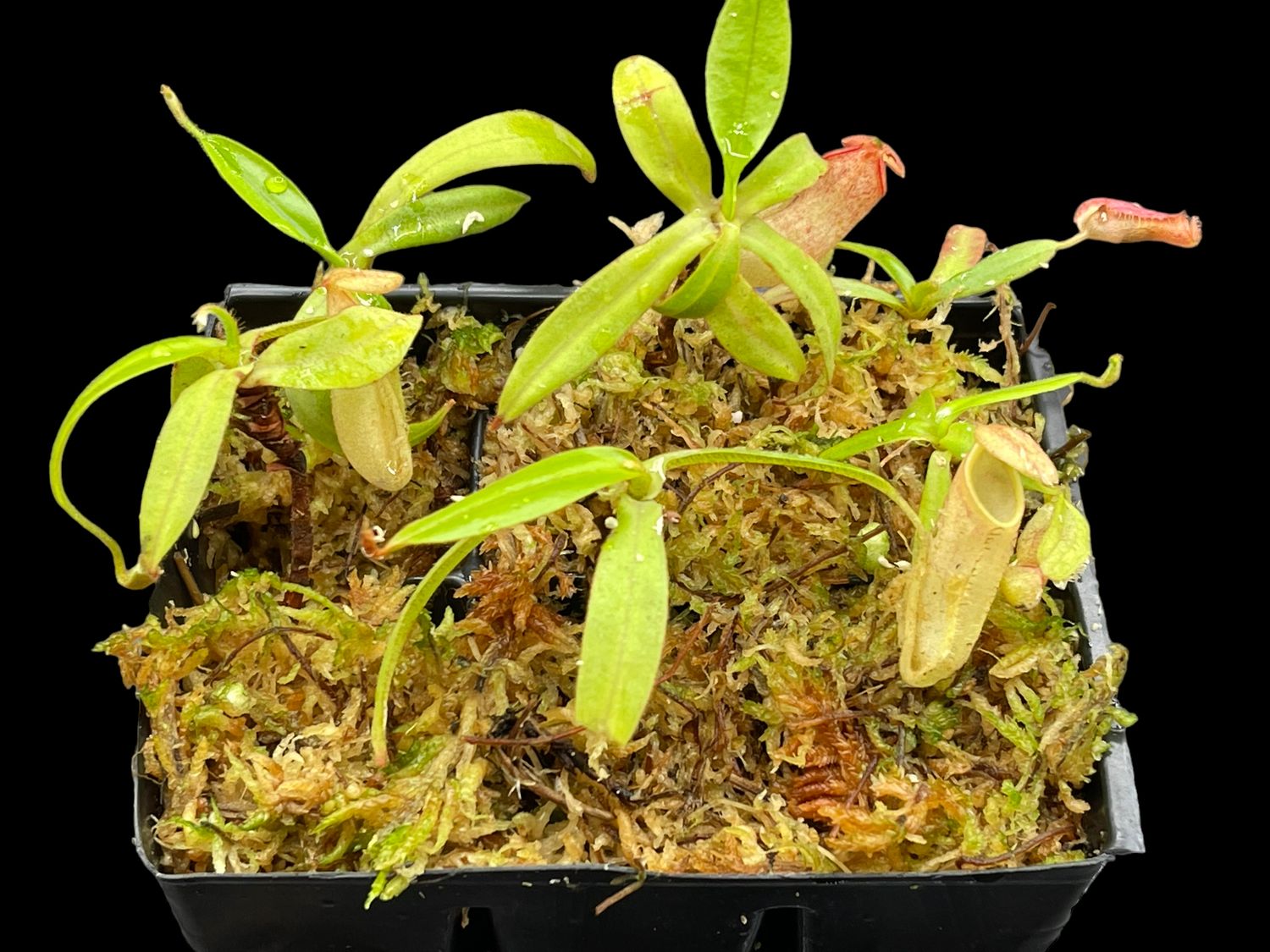 Nepenthes albomarginata “Spotted Ringlet” Cameron Highlands