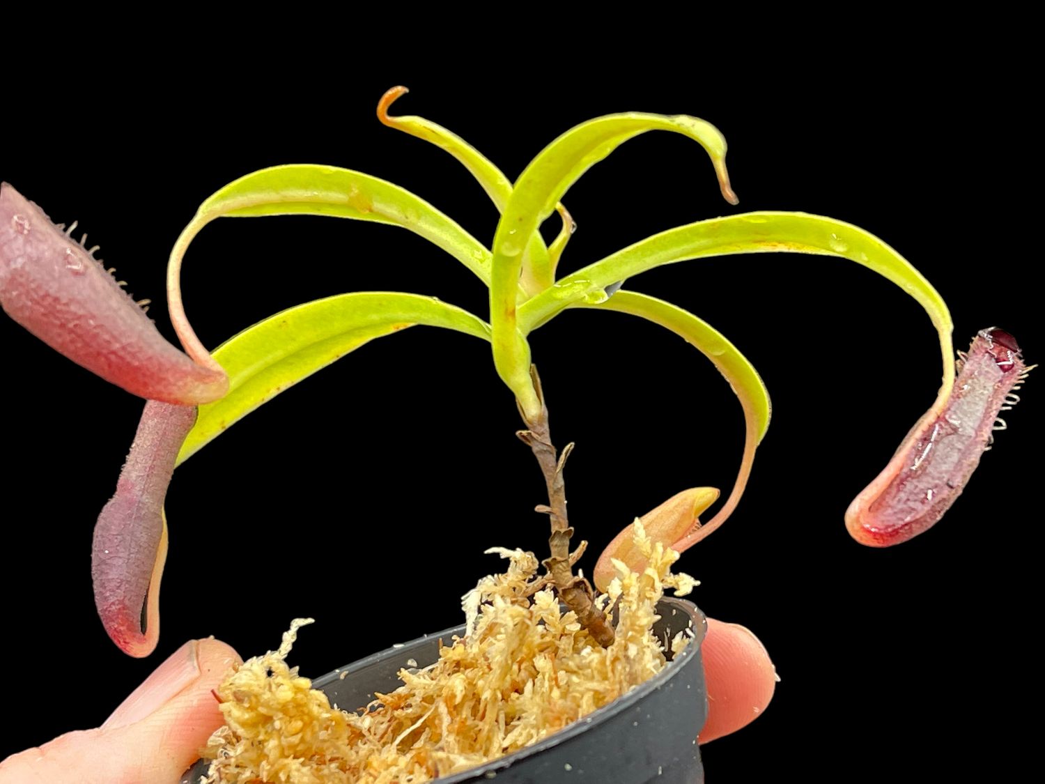 Nepenthes izumiae