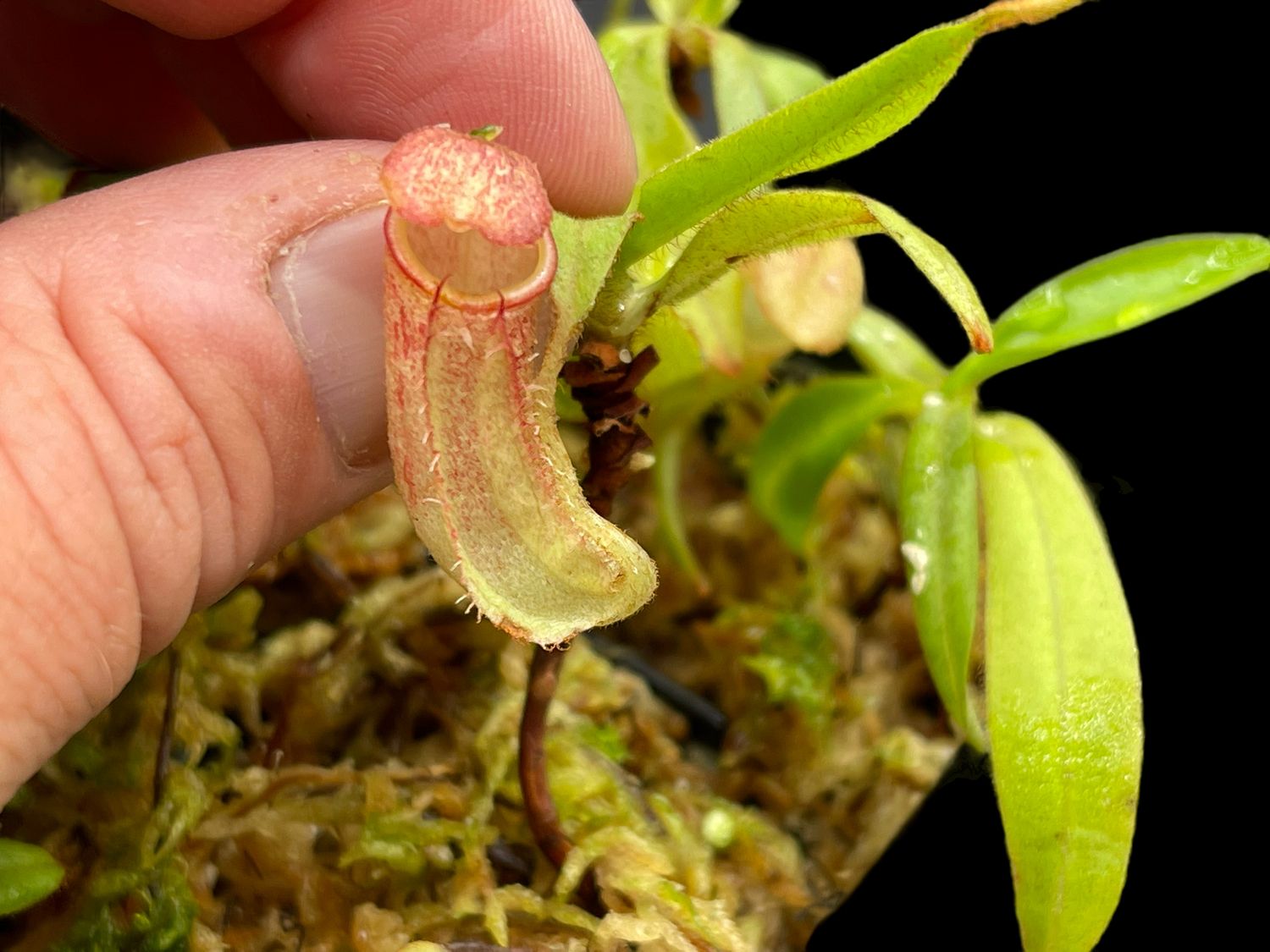 Nepenthes albomarginata “Spotted Ringlet” Cameron Highlands