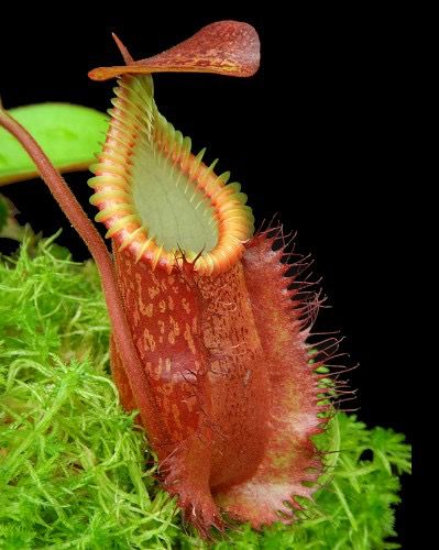 Nepenthes villosa X hamata